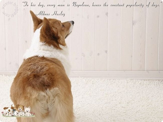 Pet Dogs Lovely Quotes