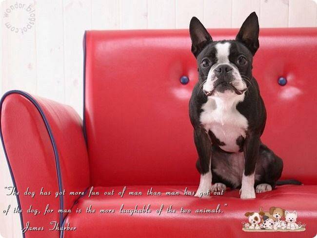 Pet Dogs Lovely Quotes