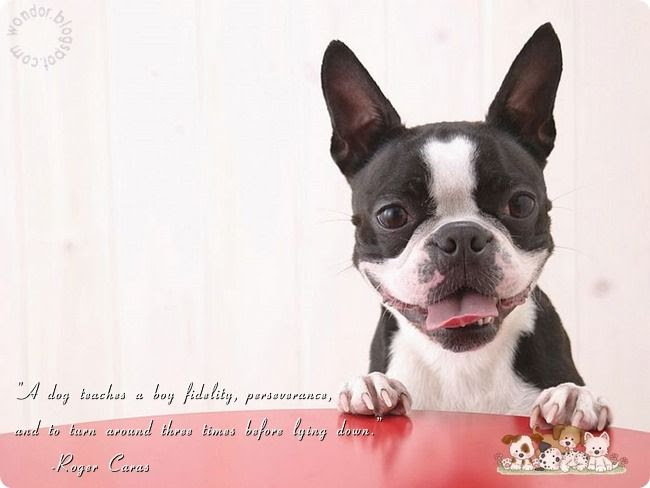 Pet Dogs Lovely Quotes