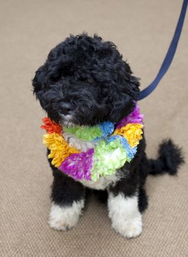 In this undated photo released by the White House, the Obama family\'s new dog, Bo, a 6-month-old Portuguese water dog, is shown at the White House in Washington. (AP Photo/The White House, Pete Souza) ORG XMIT: NY112