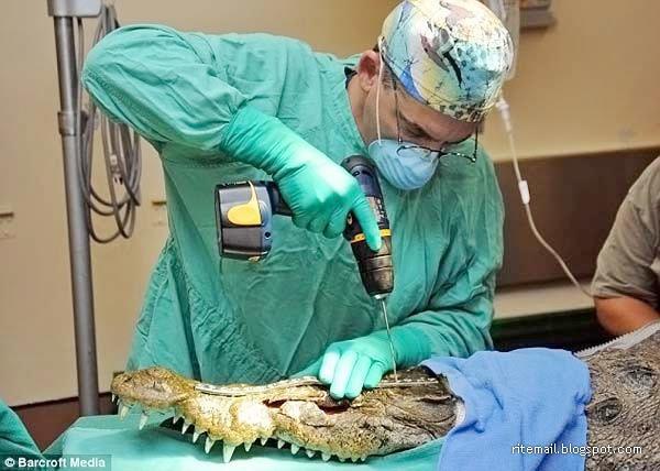 Crocodile Surgery