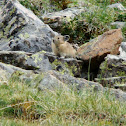 Pika