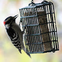 Downy Woodpecker
