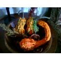 [gourds2[4].jpg]