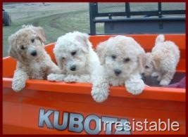 [poochon[5].jpg]