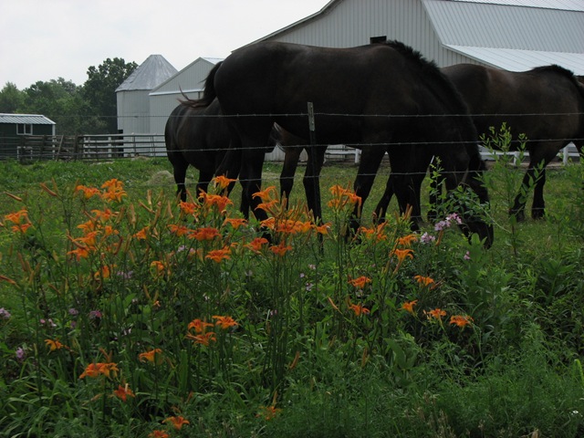 [Montgomery  IN -  Amish 012[3].jpg]