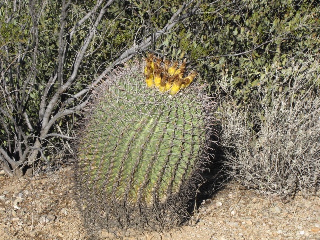 [Saguaro National Park 027[3].jpg]