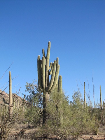 [Saguaro National Park 034[4].jpg]
