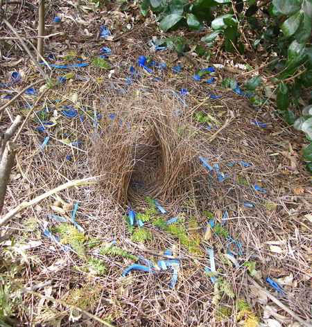 Satin Bowerbird Nest with blue items scattered about