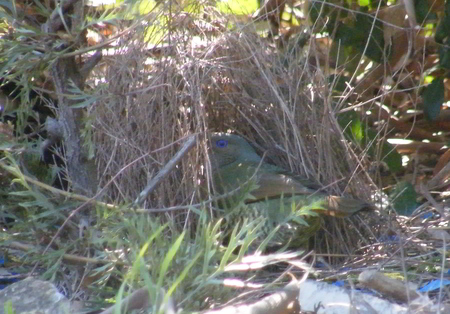 Female Bowerbird entering the Bower (Nest)