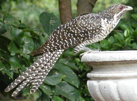 Australian Bird