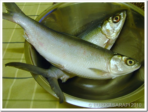 BANGUS© BUSOG! SARAP! 2010