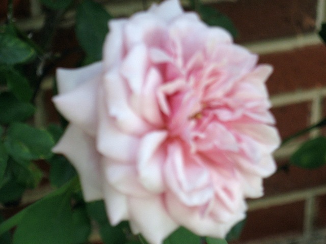[Pink Rose[1].jpg]
