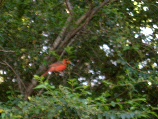 [Red Bird[3].jpg]