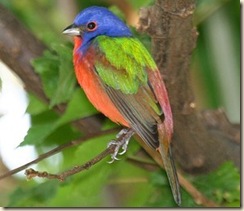 Painted Bunting