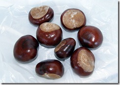 horse chestnuts