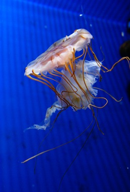 DSC00175