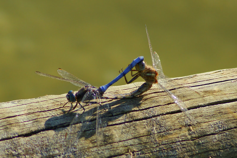 Libelinhas em pleno acto