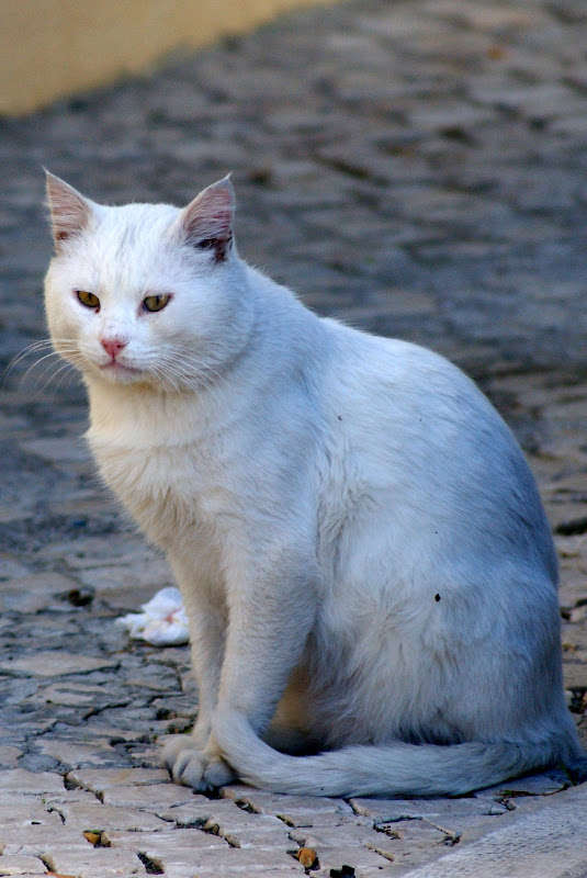 Gato branco