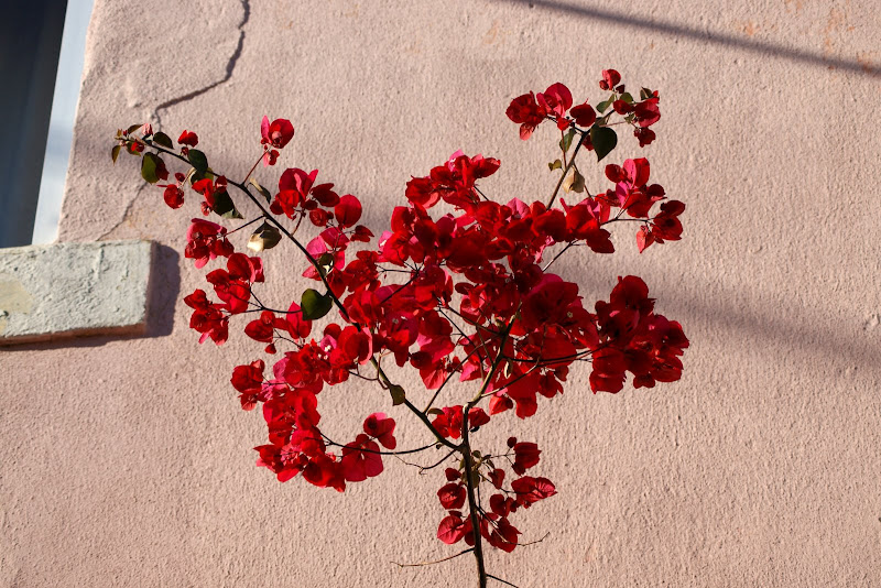 Bungavilias vermelhas