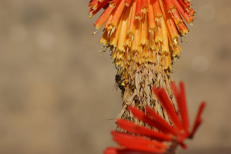 A Abelha nas flores laranjas