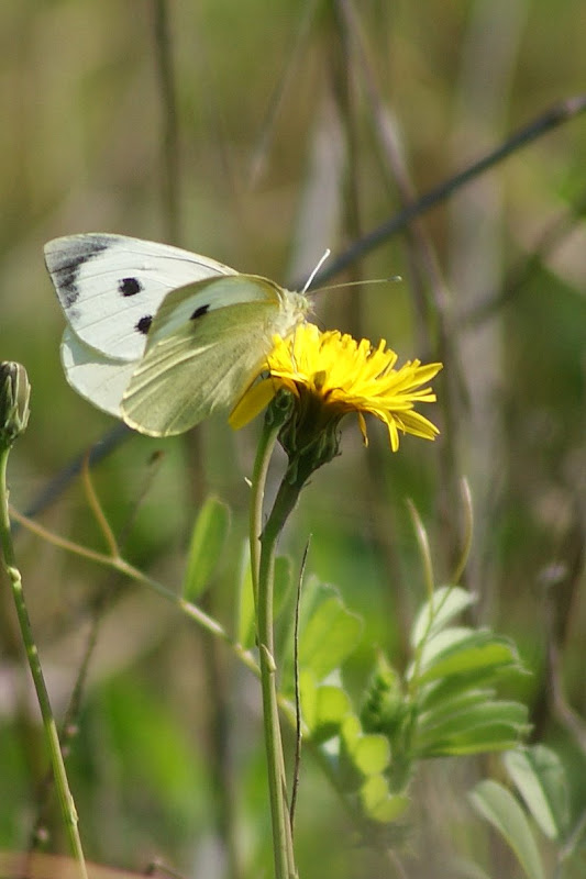 Borboleta na flor de dente de leão