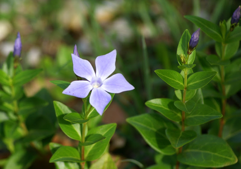 Flores silvestres na Arrábida