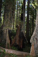 RedwoodEmpire_20100905_0330.JPG Photo