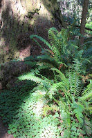RedwoodEmpire_20100906_0505.JPG