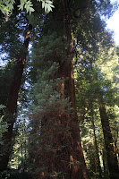 RedwoodEmpire_20100906_0549.JPG
