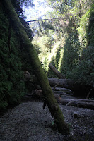 RedwoodEmpire_20100906_0591.JPG