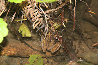RedwoodEmpire_20100906_0607.JPG