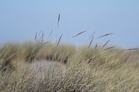 RedwoodEmpire_20100906_0657.JPG