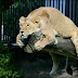 BLD-0329.jpg, Blijdorp Zoo (Rotterdam, the Netherlands) Album-1