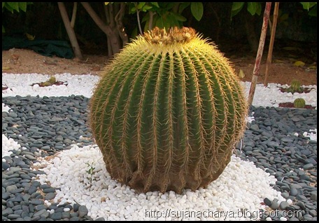 Big Cactus