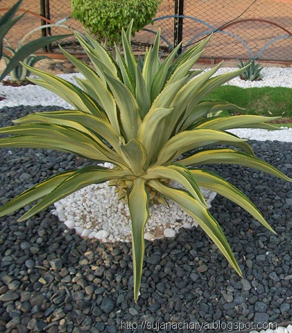 [cacti[5].jpg]