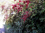 DSCF7483.JPG