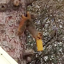 Fox Squirrel