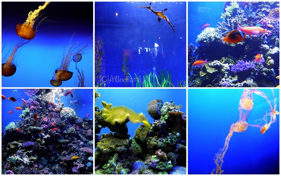 mb collage