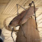 Brown Katydid