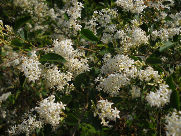Spotting Image 1