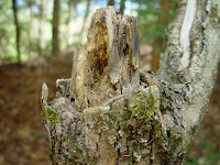 A closeup of some of the tree roughage.