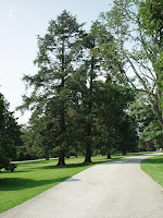 Large trees stand by one of the paths.