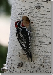 IMG_08121 IMG_08121