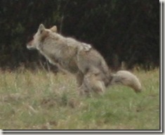 coyote9 coyote9