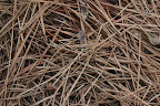 pine needle mulch