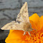 Corn Earworm Moth