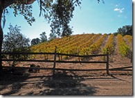 Fall-Vineyard-on-Willow-Cre