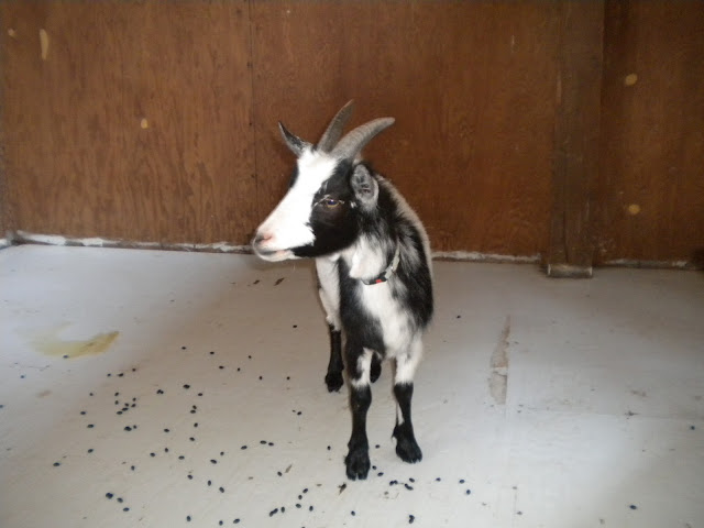 DSCN1229.JPG