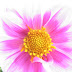 Mussorie 231.jpg